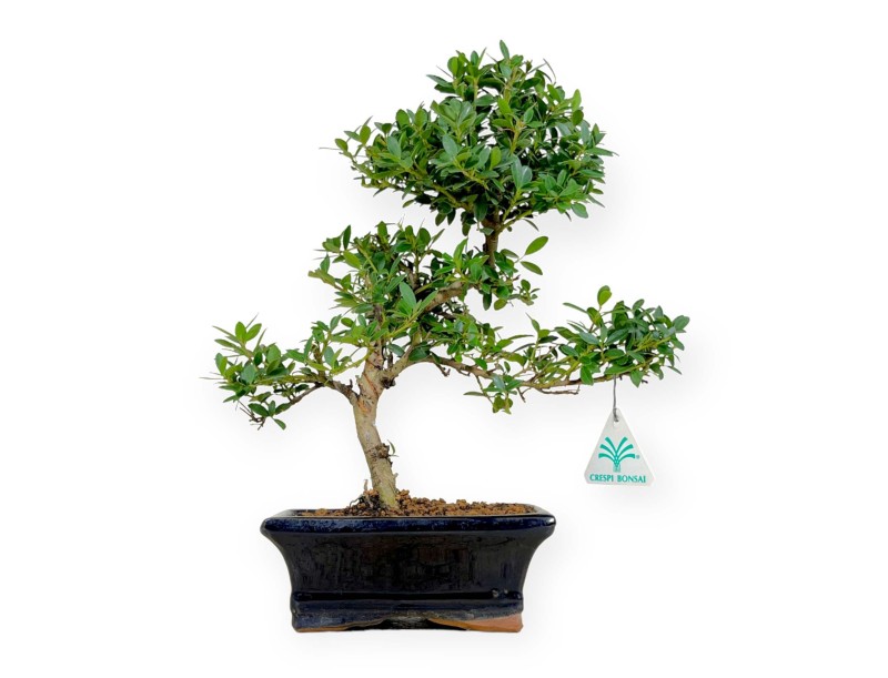 Ilex crenata - agrifoglio - 33 cm