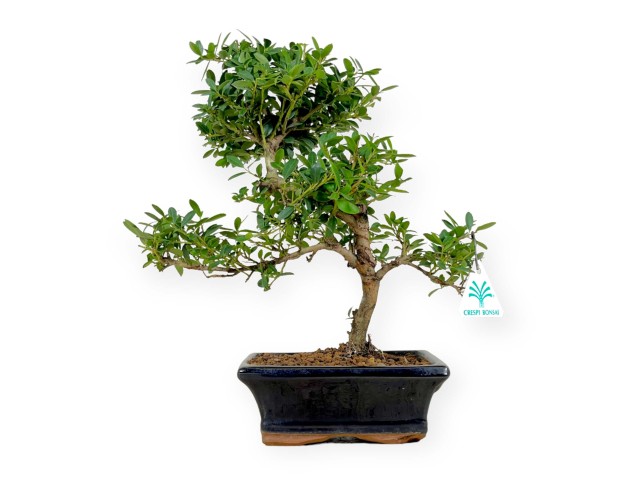 Ilex crenata - agrifoglio - 33 cm 2