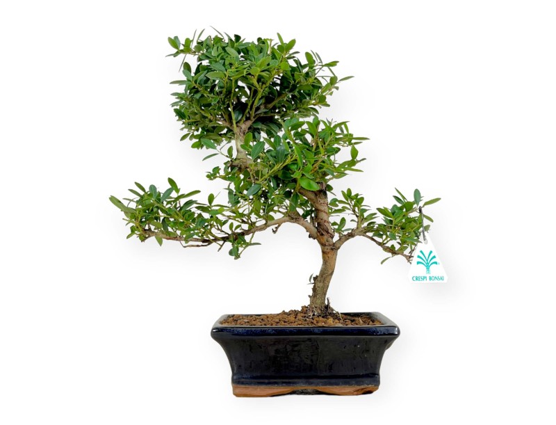 Ilex crenata - agrifoglio - 33 cm