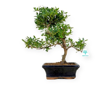 Ilex crenata - holly  - 33 cm