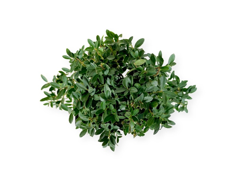 Ilex crenata - agrifoglio - 33 cm