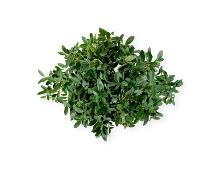 Ilex crenata - agrifoglio - 33 cm