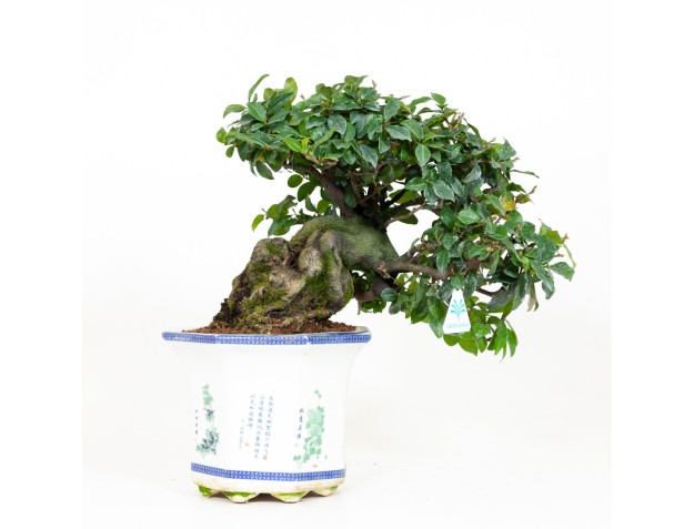 Diospyros kaki - Figuier cacque - 40 cm