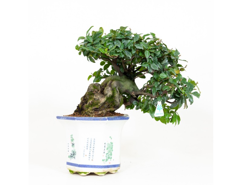 Diospyros kaki - Cachi - 40 cm