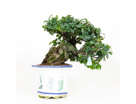 Diospyros kaki - Cachi - 40 cm