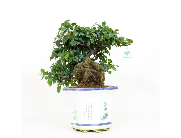 Diospyros kaki - Oriental persimmon - 40 cm 2