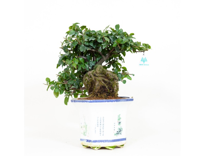 Diospyros kaki - Cachi - 40 cm