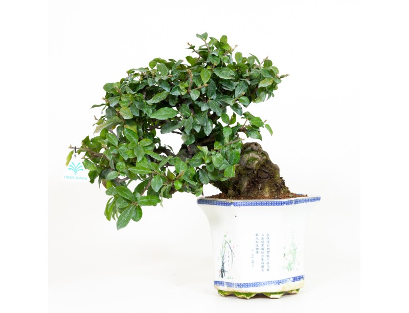 Diospyros kaki - Cachi - 40 cm