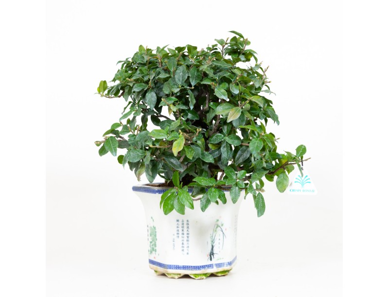 Diospyros kaki - Cachi - 40 cm