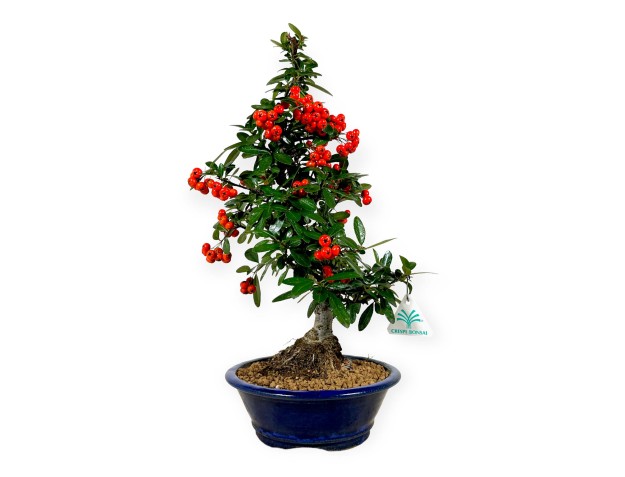 Firethorn - 44 cm
