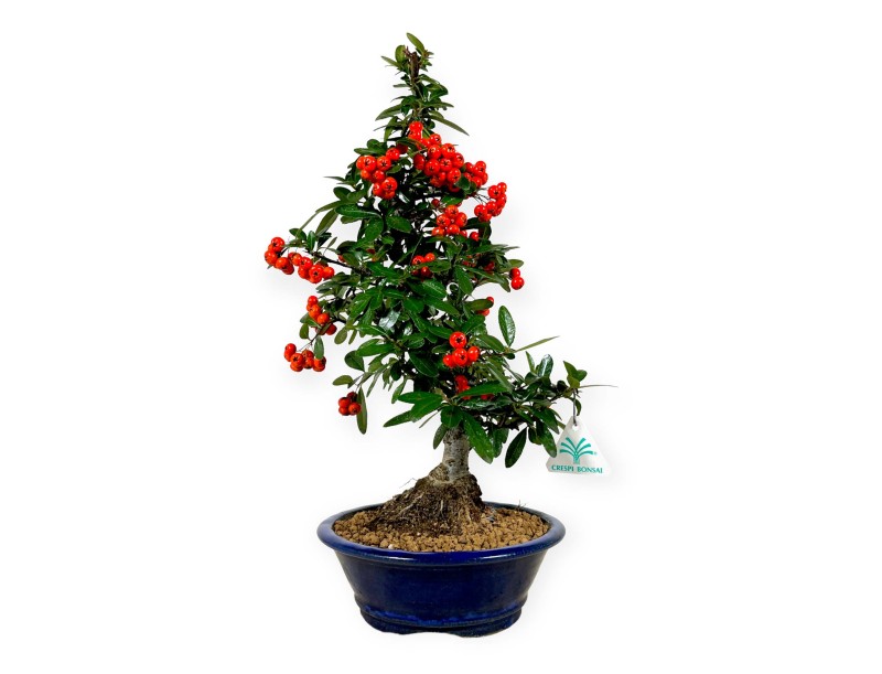 Pyracantha - 44 cm