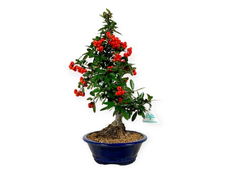 Firethorn - 44 cm