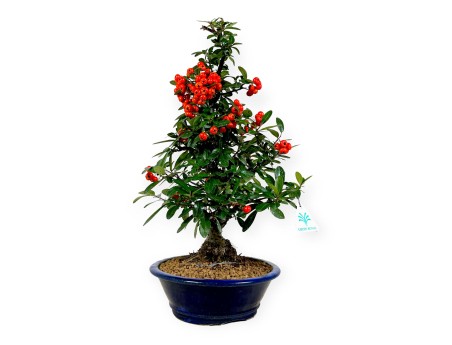 Vuurdoorn - 44 cm