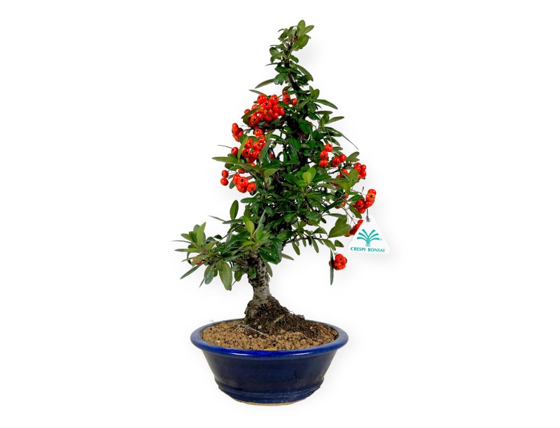 Firethorn - 44 cm