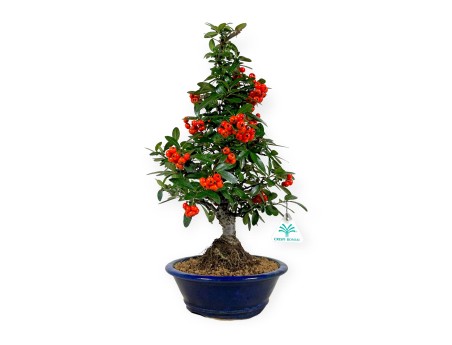 Pyracantha - 44 cm