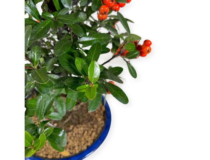 Vuurdoorn - 44 cm