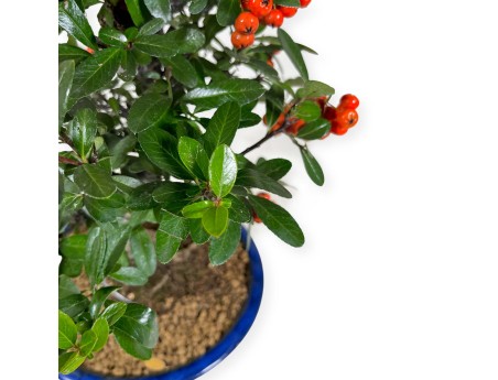 Pyracantha - 44 cm