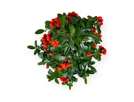 Pyracantha - 44 cm