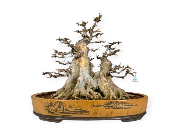 Acer buergerianum - Acero - 67 cm