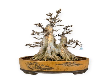 Acer buergerianum - maple - 67 cm