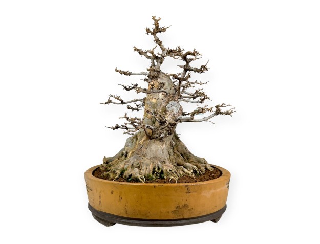 Acer buergerianum - maple - 67 cm 2