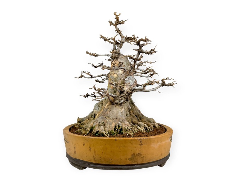 Acer buergerianum - 67 cm