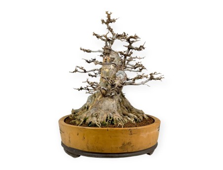 Acer buergerianum - 67 cm