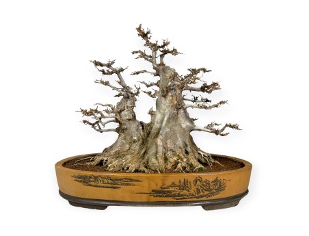 Acer buergerianum - 67 cm