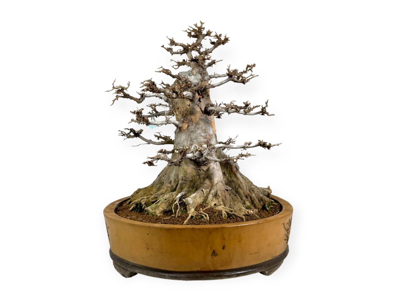 Acer buergerianum - Acero - 67 cm