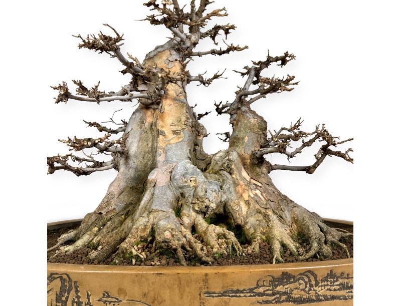 Acer buergerianum - 67 cm