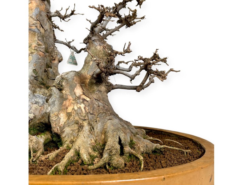 Acer buergerianum - 67 cm