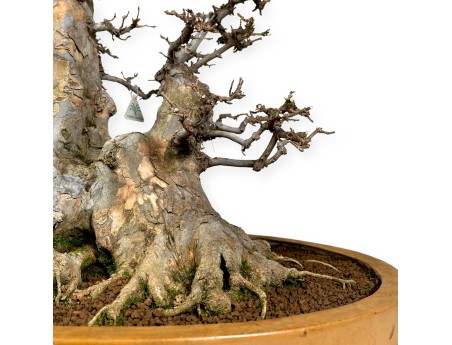 Acer buergerianum - 67 cm