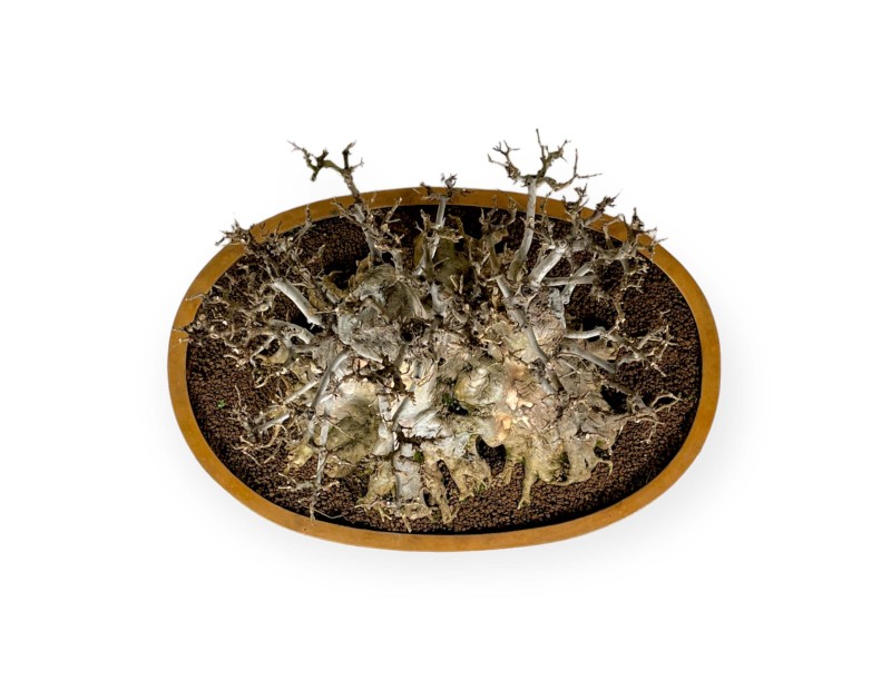 Acer buergerianum - 67 cm