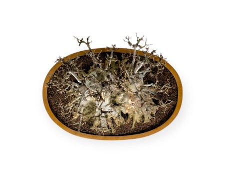 Acer buergerianum - érable - 67 cm