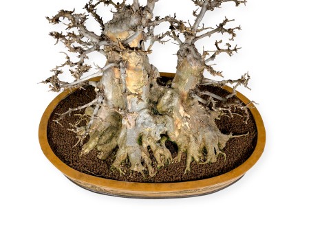 Acer buergerianum - Acero - 67 cm