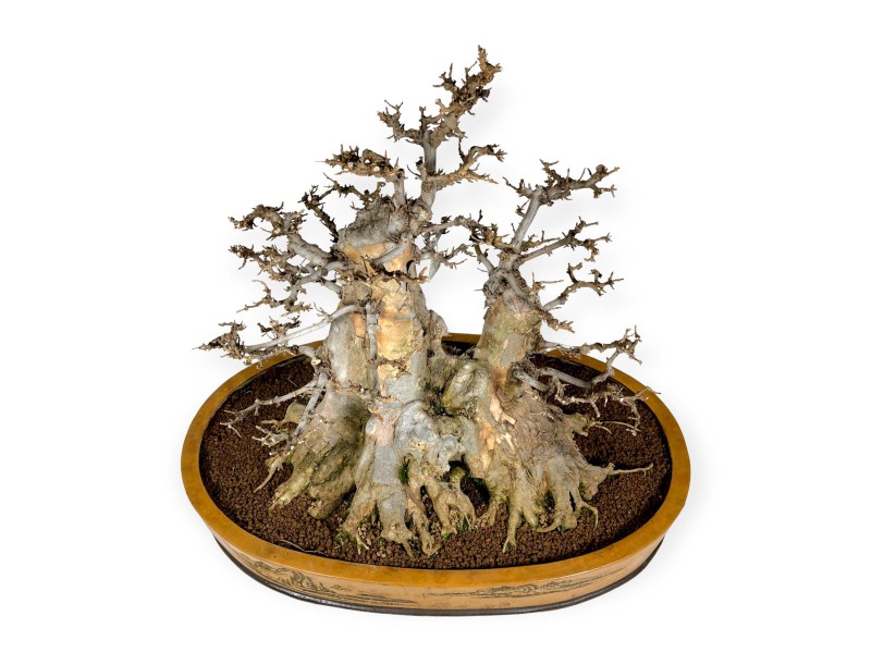 Acer buergerianum - érable - 67 cm