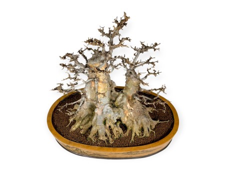 Acer buergerianum - érable - 67 cm