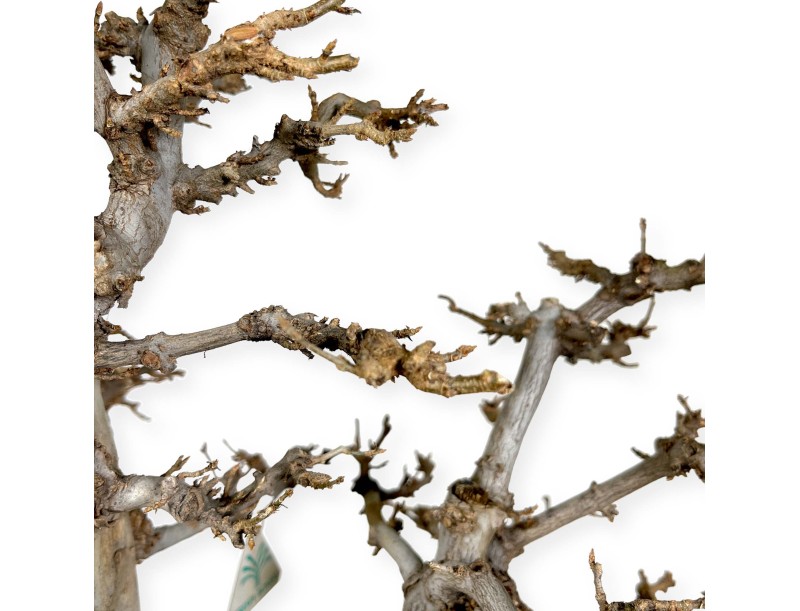 Acer buergerianum - Acero - 67 cm