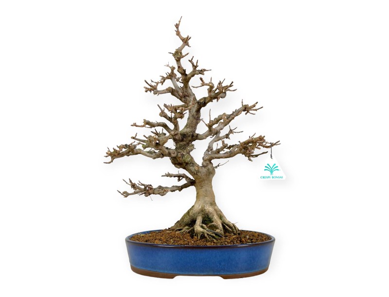 Acer buergerianum - maple - 43 cm
