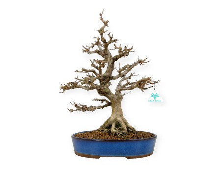 Acer buergerianum - maple - 43 cm