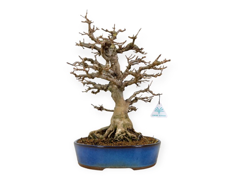 Acer buergerianum - maple - 43 cm