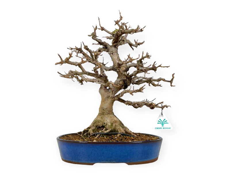 Acer buergerianum - maple - 43 cm