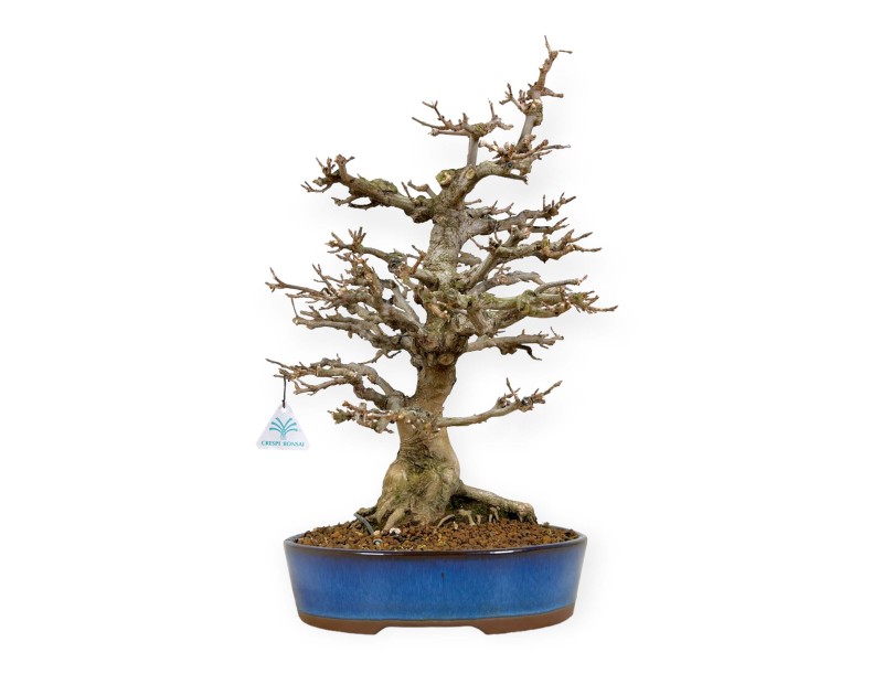 Acer buergerianum - Acero - 43 cm