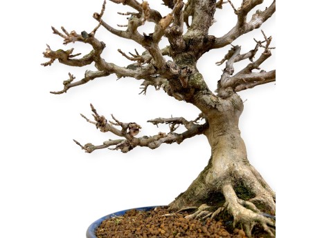 Acer buergerianum - érable - 43 cm