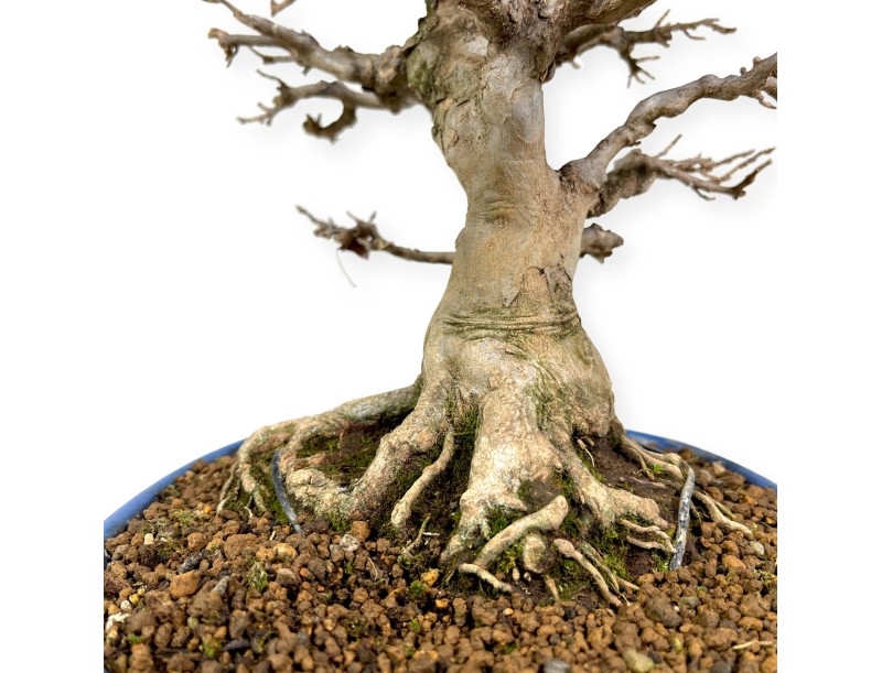 Acer buergerianum - maple - 43 cm