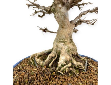 Acer buergerianum - 43 cm