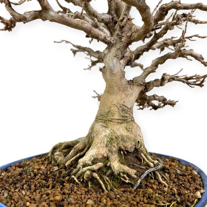 Acer buergerianum - 43 cm