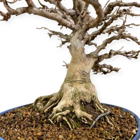 Acer buergerianum - 43 cm