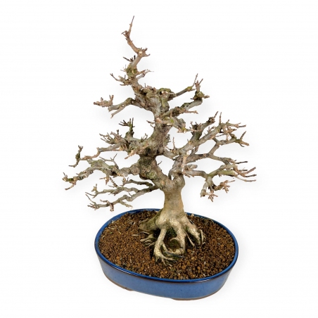 Acer buergerianum - 43 cm