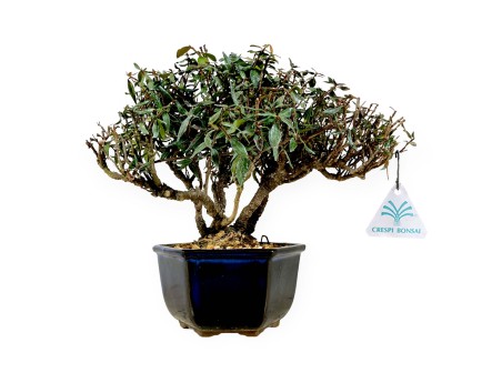 Trachelospermum asiaticum – 21 cm